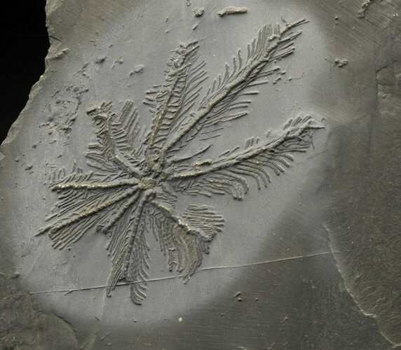Museum Quality Hapalocrinus frechi (“Palm Tree Crinoid”) #14654